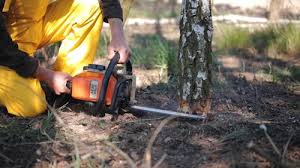 Best Tree and Shrub Care  in Cedartown, GA